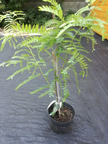 Gledíčia trojtŕňová Sunburst, Gleditsia triacanthos, na kmienku 80 – 100 cm, kontajner 3l