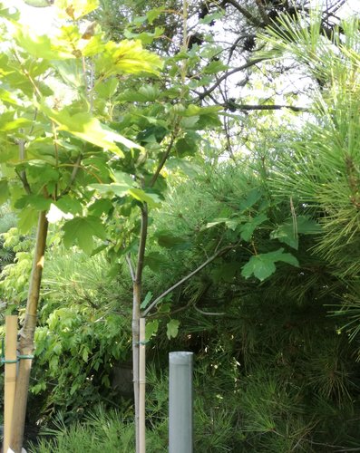 Javor horský Worley ,Acer pseudoplatanus, 170 - 190 cm, kont. 5l