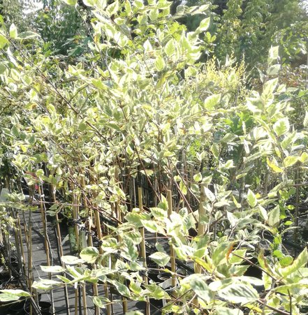 Breza čierna Shiloh Splash, Betula nigra, 120 – 160 cm, kontajner 5l