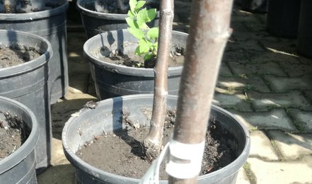 Mandľa trojlaločná na kmienku 80 cm, Prunus triloba, 80 - 100 cm kmeň + koruna, kontajner 10 l.