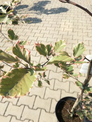 Buk lesný Tricolor Fagus sylvatica, 130 - 170 cm, kontajner 15l