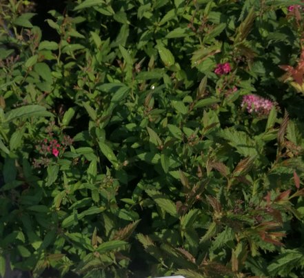 Tavoľa japonská Crispa, Spiraea japonica, kontajner 2l. 20-30 cm