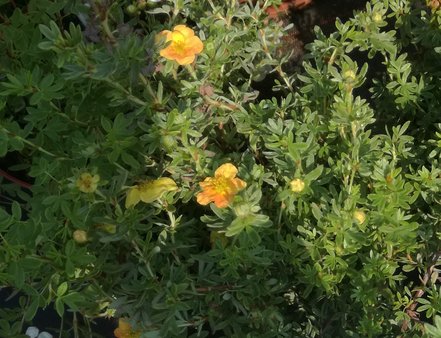 Nátržník krovitý Red Ace, Potentilla fruticosa, kontajner 2l