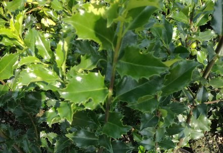 Cezmína Blue Prince, Ilex meserveae , 20 cm, kontajner 3l