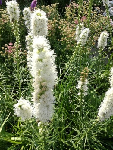 Liatra klasnatá Floristan White Liatris spicata, kontajner 2l