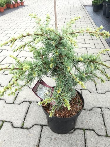 Céder libanonský Saphire Nymp, Cedrus libani , + 50 cm, kontajner 3l