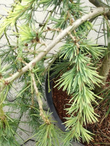 Céder himalájsky Lime Glow, Cedrus deodara, 40 - 130 cm, kontajner 5l