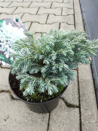 Cypruštek hrachonosný Blue Planet, Chamaecyparis pisifera, 20 – 30 cm, kontajner 3l