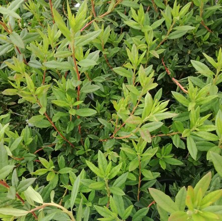 Rododendron Ostara , Rhododendron hybrid, kont. 2l