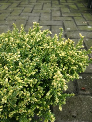 Cypruštek hrachonosný Spaan´s Cannonbal Chamaecyparis pisifera, kontajner C3, 10 - 15 cm