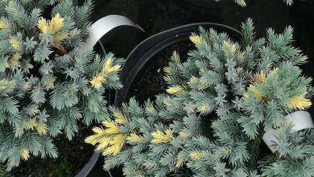 Borievka šupinatá Floreant, Juniperus squamata, 20 – 25 cm, kontajner 3l