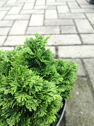 Cypruštek tupolistý Rigid Dwarf, Chamaecyparis obtusa. 10 – 15 cm, kontajner 3l