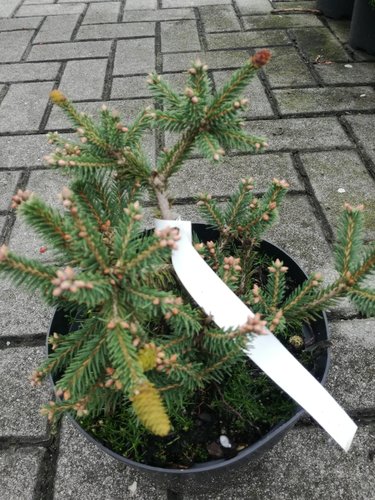 Smrek obyčajný Pusch, Picea abies, kontajner C3 15 -20 cm