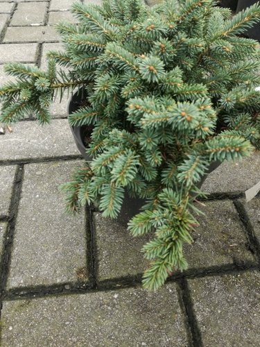 Smrek pichľavý Sonia, Picea pungens 25 - 35 cm, kont. 3l