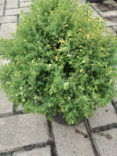 Cypruštek tupolistý Snowflake, Chamaecyparis obtusa. 40 – 50 cm, kontajner 3l