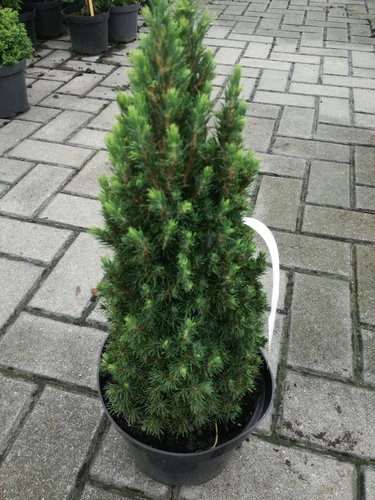 Smrek biely Jean's Dilly  Picea glauca 20 - 30 cm, kont. 3l
