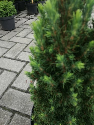 Smrek biely Jean's Dilly  Picea glauca 20 - 30 cm, kont. 3l