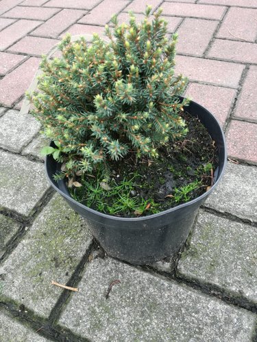 Smrek biely Blue Planet, Picea Glauca, 10 - 20 cm, kont. 3l