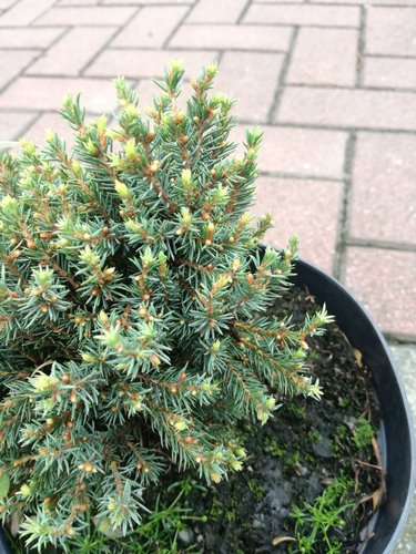 Smrek biely Blue Planet, Picea Glauca, 10 - 20 cm, kont. 3l