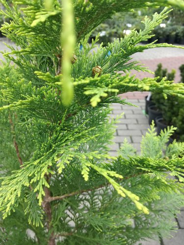 Cypruštek Lawsonov Golden King, Chamaecyparis lawsoniana 40 - 60 cm, kont. 3l