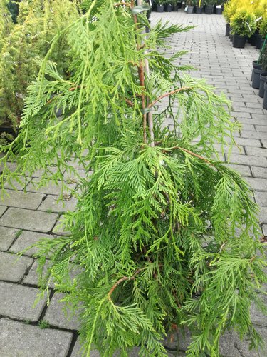 Tuja riasnatá Holly Turner, Thuja plicata, 40 - 50 cm, kont. 3l