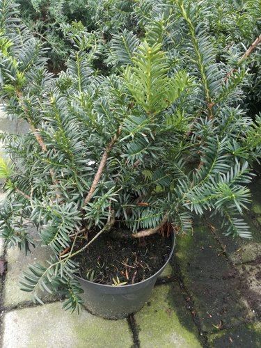 Tis obyčajný Semperaurea, Taxus baccata 40 - 70 cm, kont. 7l