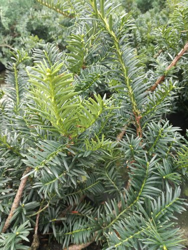 Tis obyčajný Semperaurea, Taxus baccata 40 - 70 cm, kont. 7l