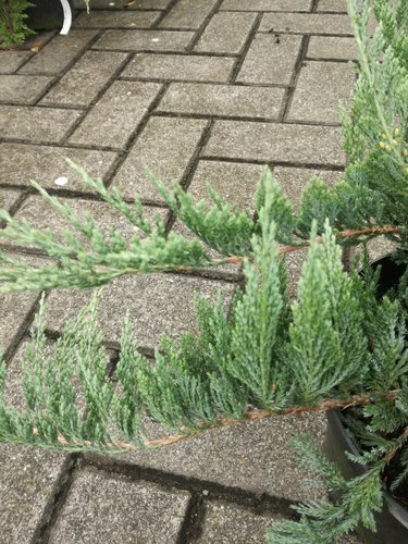 Borievka rozprestretá Hughes, Juniperus horizontalis 40 - 50 cm, kont. 3l