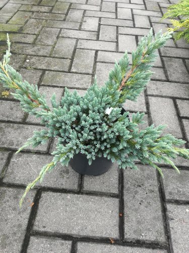 Borievka šupinatá Blue Spider, Juniperus squamata 40 - 50 cm, kont. 3l