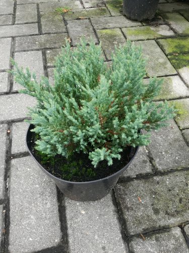 Borievka rozprestretá Blue Forest, Juniperus horizontalis 25 - 30 cm, kont. 3l