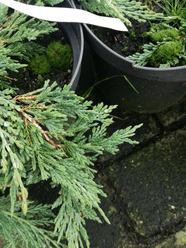 Borievka rozprestretá Pancake, Juniperus horizontalis 20 - 25 cm, kont. 3l