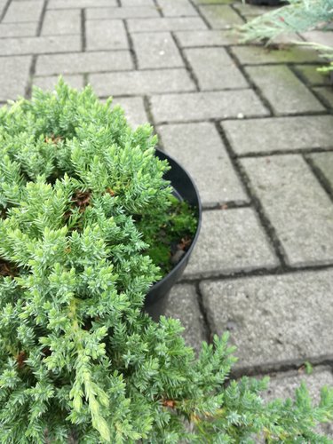 Borievka poliehavá Bonin Isles, Juniperus procumbens 20 - 30 cm, kont. 3l