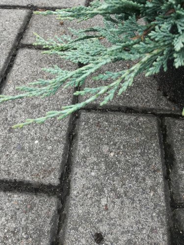 Borievka Ice Blue, Juniperus horizontalis, kontajner 3l, 10–15 cm