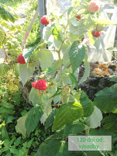 Malina Delniwa - 92 dní úroda od výsadby, Rubus idaeus 10 - 20 cm kontajner 1l