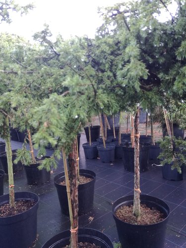 Borievka Green Carpet, Juniperus communis 80 cm, kmeň  kont. 5l