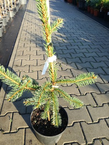 Smrek obyčajný Pendula Major, Picea abies 35 - 40 cm, kont. 3l