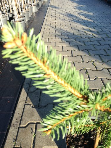 Smrek obyčajný Pendula Major, Picea abies 35 - 40 cm, kont. 3l