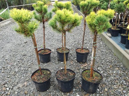 Borovica horská Carlsten´s  (na kmienku), Pinus mugo 80 - 100 cm, kont. 5l