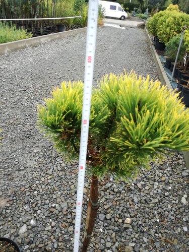 Borovica horská Carlsten´s  (na kmienku), Pinus mugo 80 - 100 cm, kont. 5l