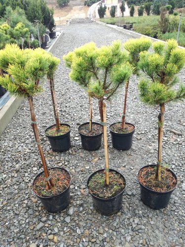 Borovica horská Carlsten´s  (na kmienku), Pinus mugo 80 - 100 cm, kont. 5l