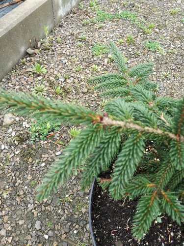 Smrek východný Aureospicata, Picea orientalis 40 -50 cm, kont. 3l