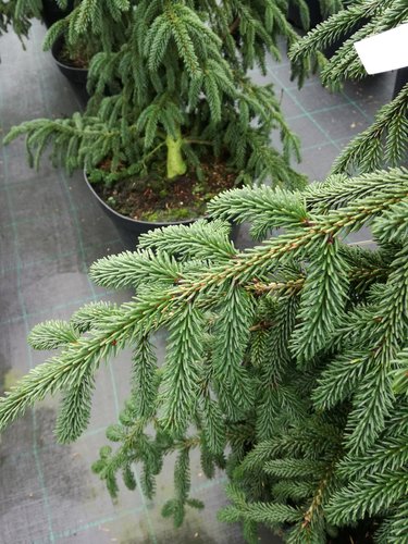Smrek východný Aureospicata, Picea orientalis 150 - 250 cm, kont. 50l