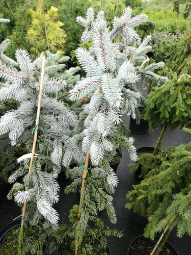 Smrek pichľavý Hoopsii, Picea pungens 100 - 115 cm, kont. 7l