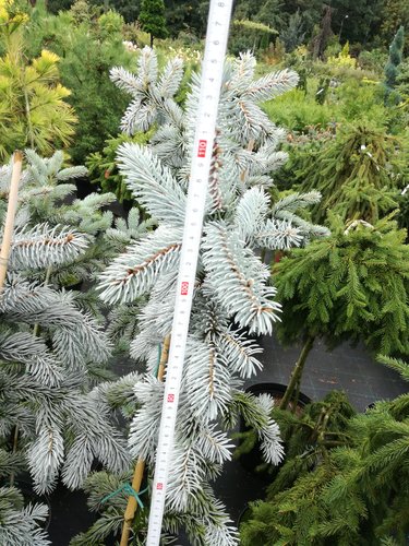 Smrek pichľavý Hoopsii, Picea pungens 100 - 115 cm, kont. 7l