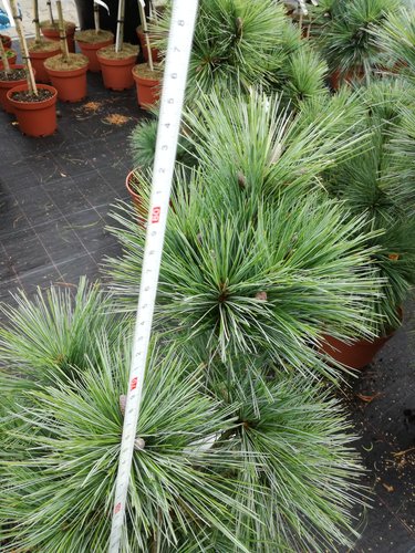 Borovica Schwerinova Wiethorst, Pinus x schwerinii, kontajner C5,  30 – 50 cm