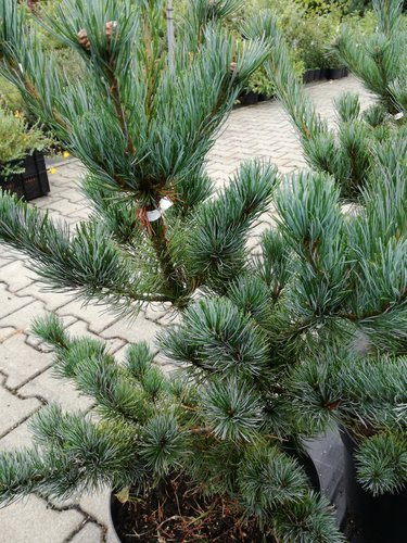 Borovica drobnokvetá Tempelhof, Pinus parviflora, kontajner C7 , výška 60-70 cm