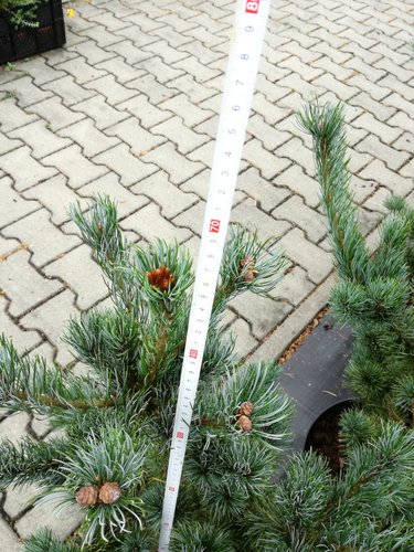 Borovica drobnokvetá Tempelhof, Pinus parviflora, kontajner C7 , výška 60-70 cm