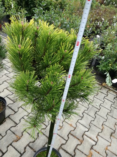 Borovica čierna  Globosum (na kmienku), Pinus nigra 40 - 90 cm, kont. 5l