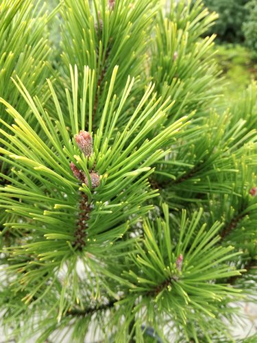 Borovica čierna  Globosum , Pinus nigra 20 - 40 cm, kont. 3l