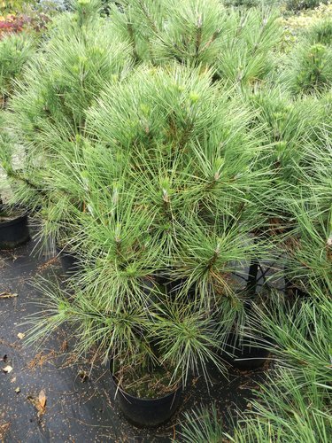 Borovica čierna Spielberg, Pinus nigra, 30 - 40 cm, kont. 5l